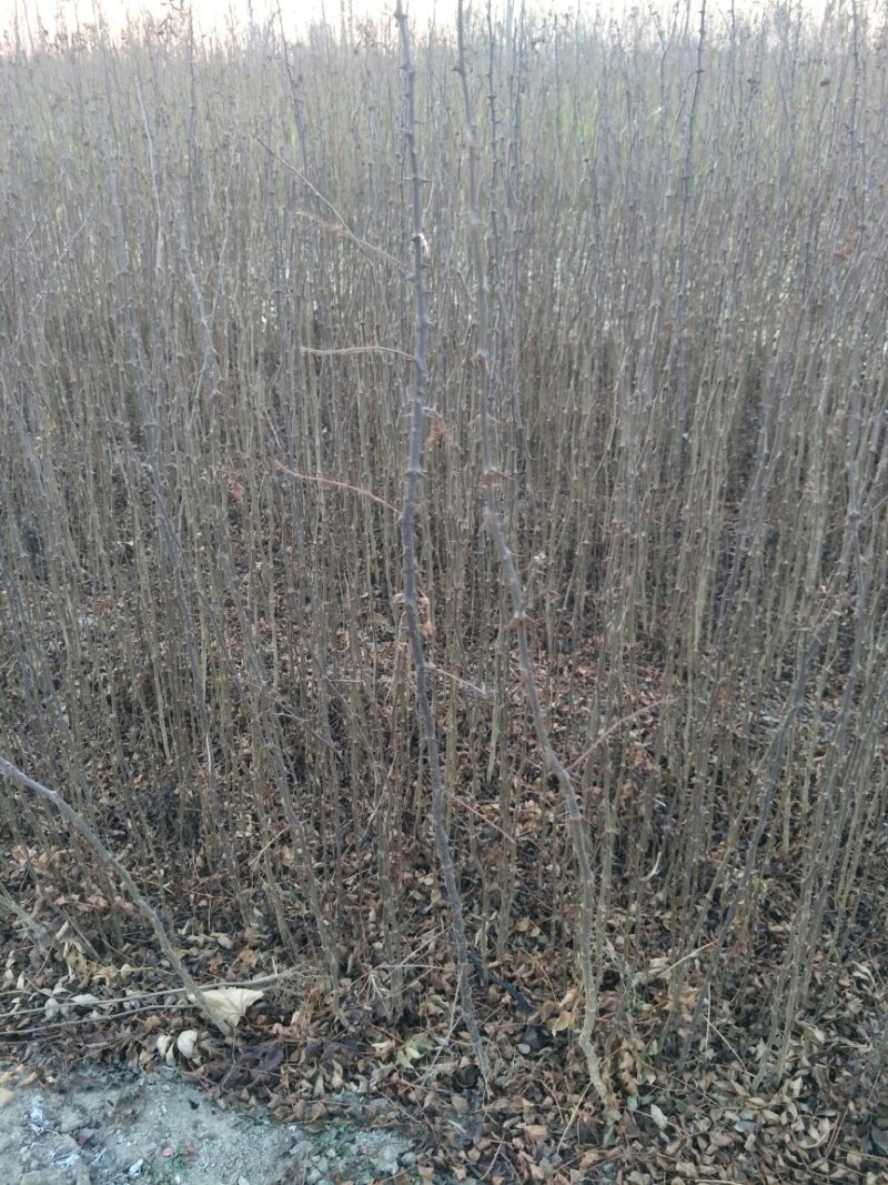 花椒苗大红袍花椒苗看圃起苗现挖现卖包成活
