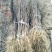 花椒苗大红袍花椒苗看圃起苗现挖现卖包成活