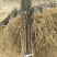 花椒苗大红袍花椒苗看圃起苗现挖现卖包成活