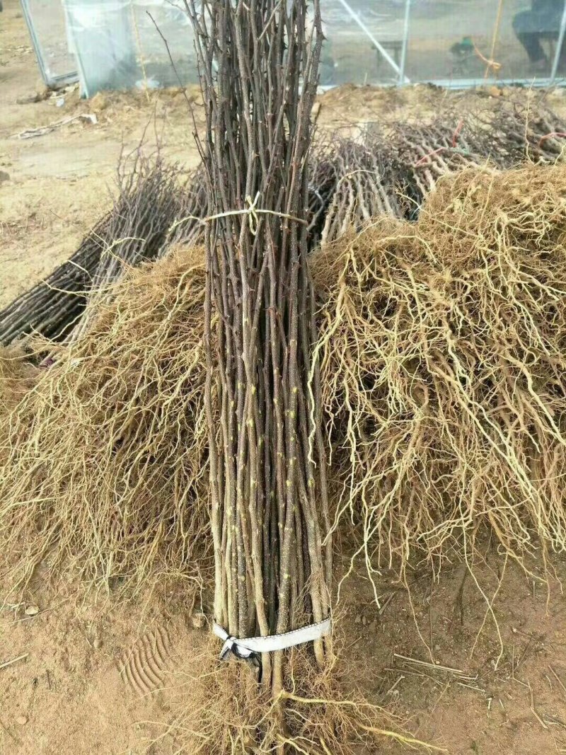 花椒苗大红袍花椒苗看圃起苗现挖现卖包成活