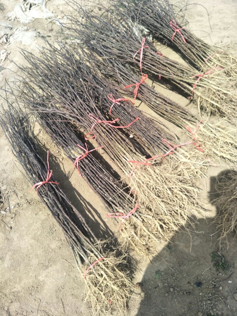 花椒苗大红袍花椒苗看圃起苗现挖现卖包成活