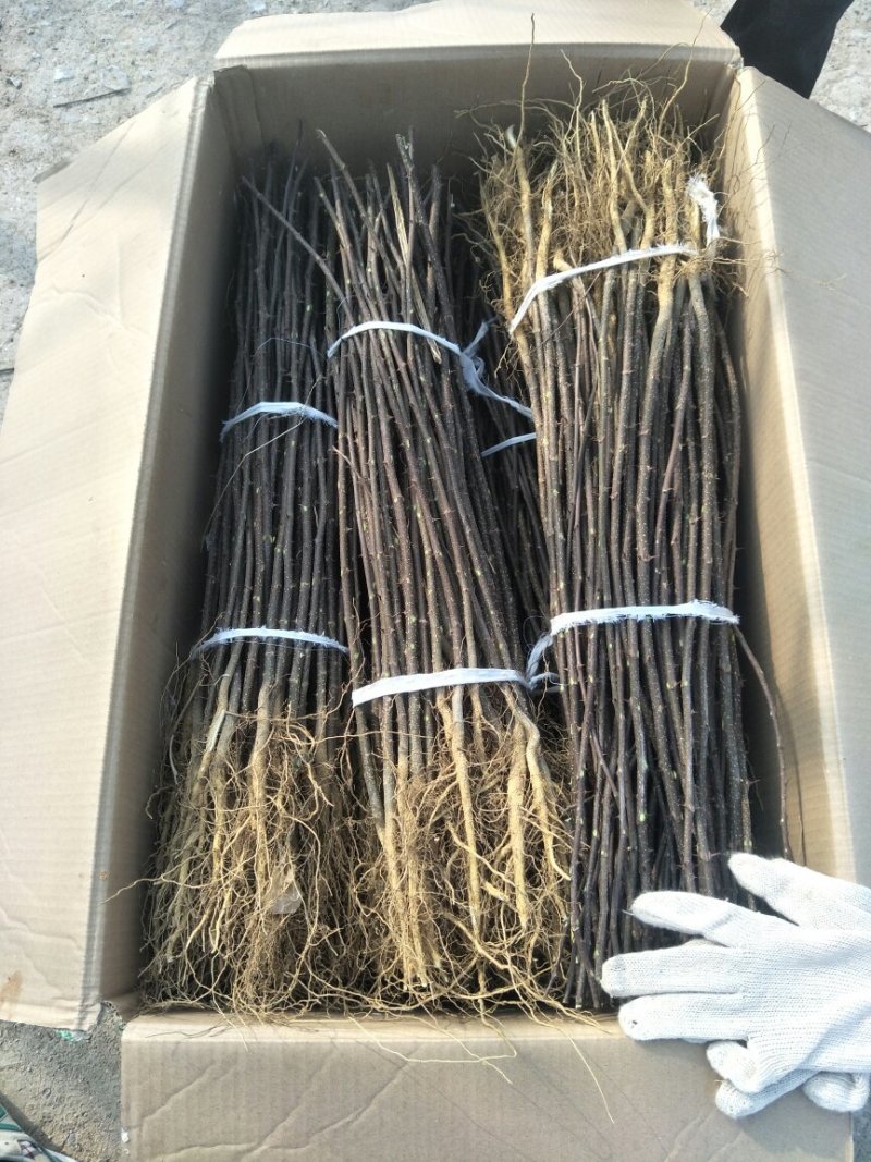 花椒苗大红袍花椒苗看圃起苗现挖现卖包成活