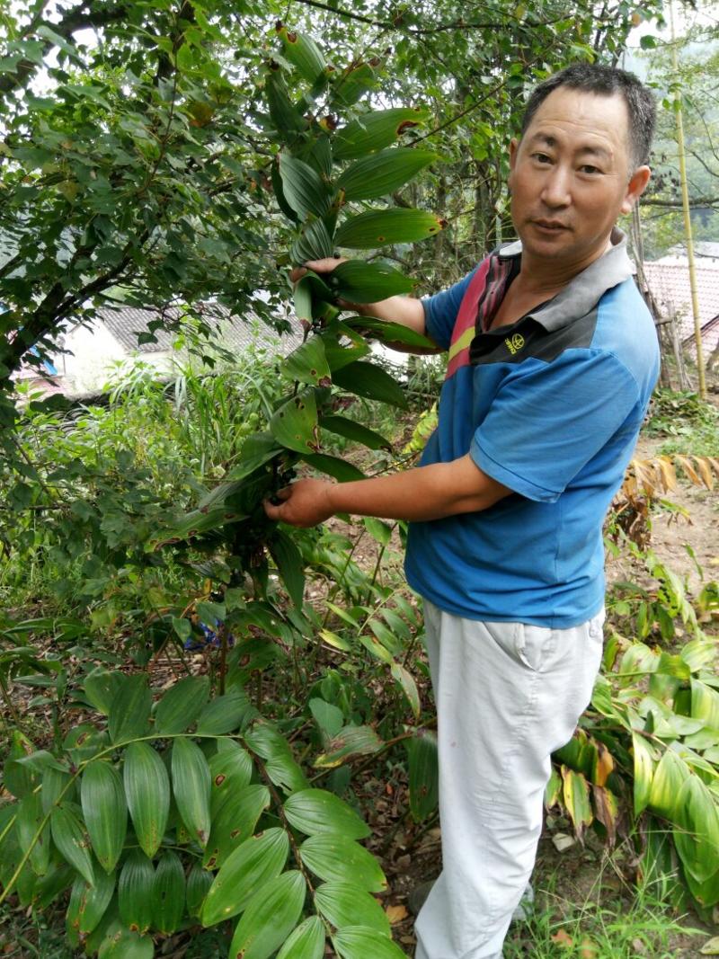 九华山多花黄精种子