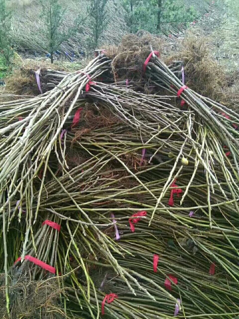 日本紫果无花果苗当年结果口感好易管理