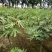 日本紫果无花果苗当年结果口感好易管理