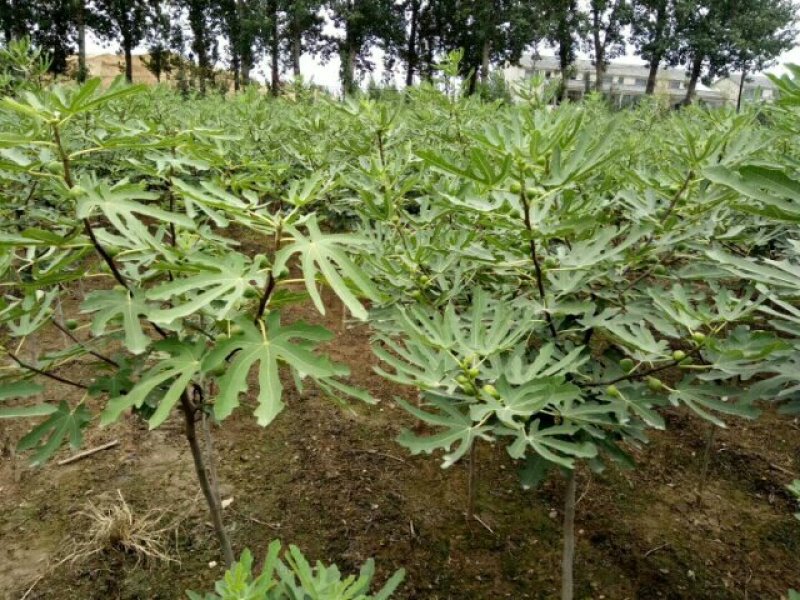 日本紫果无花果苗当年结果口感好易管理