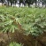 日本紫果无花果苗当年结果口感好易管理