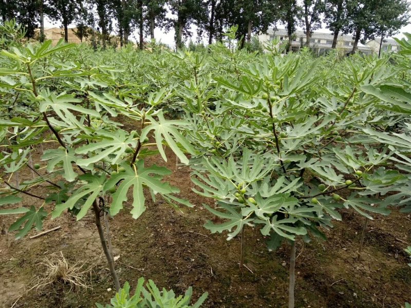 日本紫果无花果苗当年结果口感好易管理