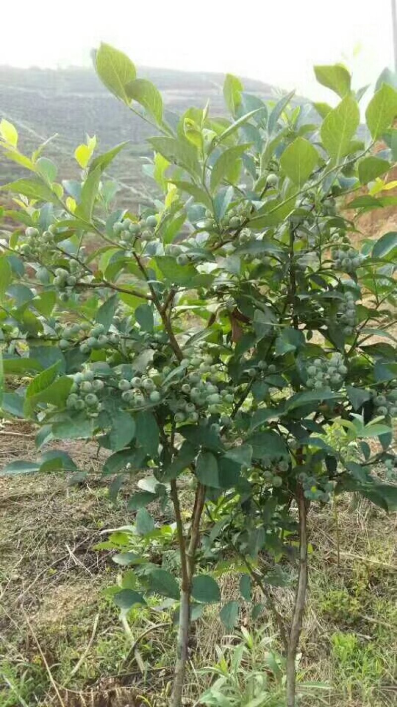 蓝莓苗蓝丰蓝莓苗适应性强抗冻口感好耐运输