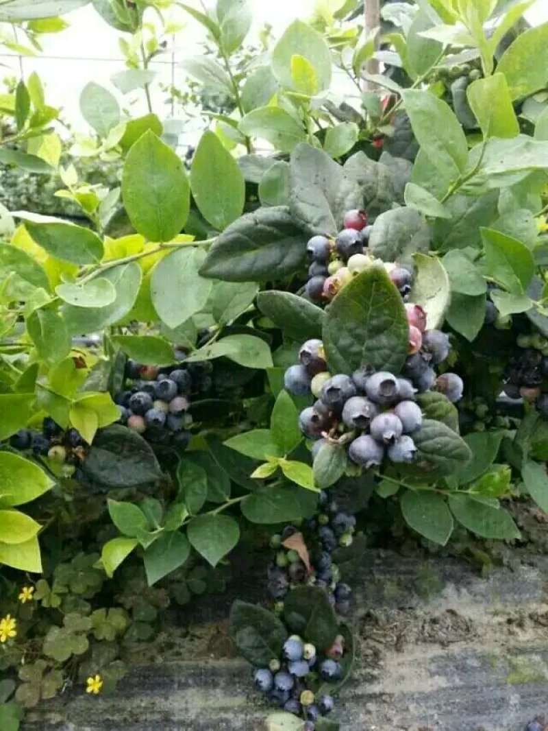 蓝莓苗蓝丰蓝莓苗适应性强抗冻口感好耐运输