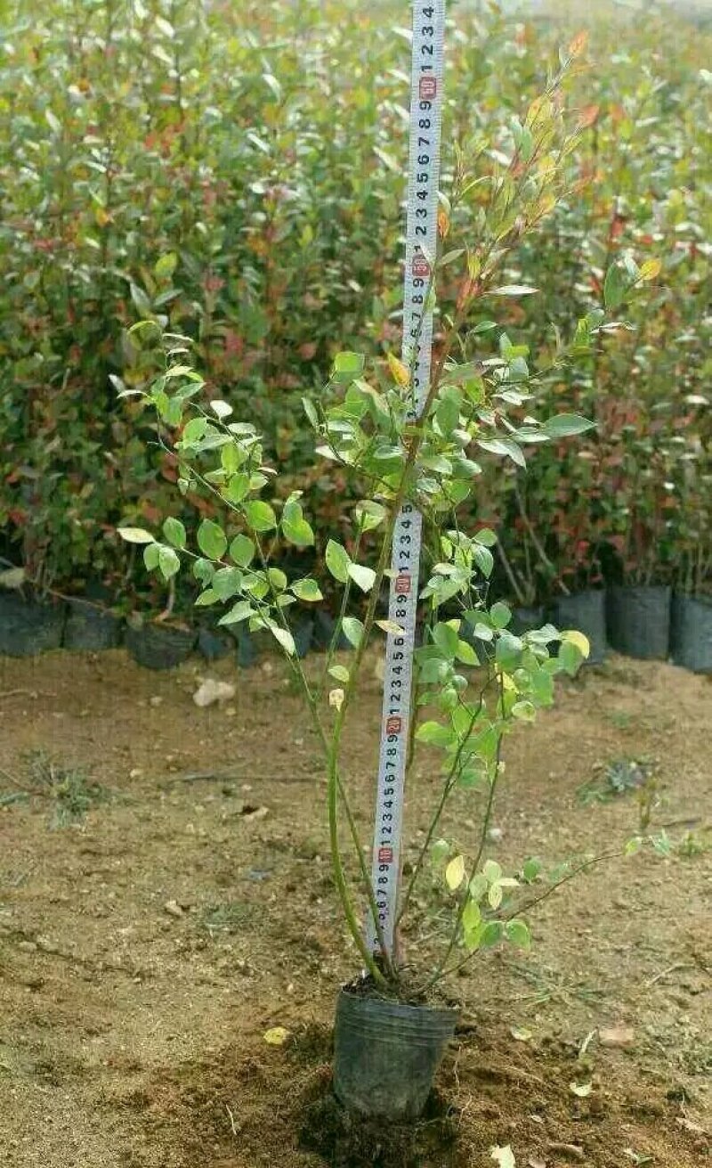 蓝莓苗蓝丰蓝莓苗适应性强抗冻口感好耐运输