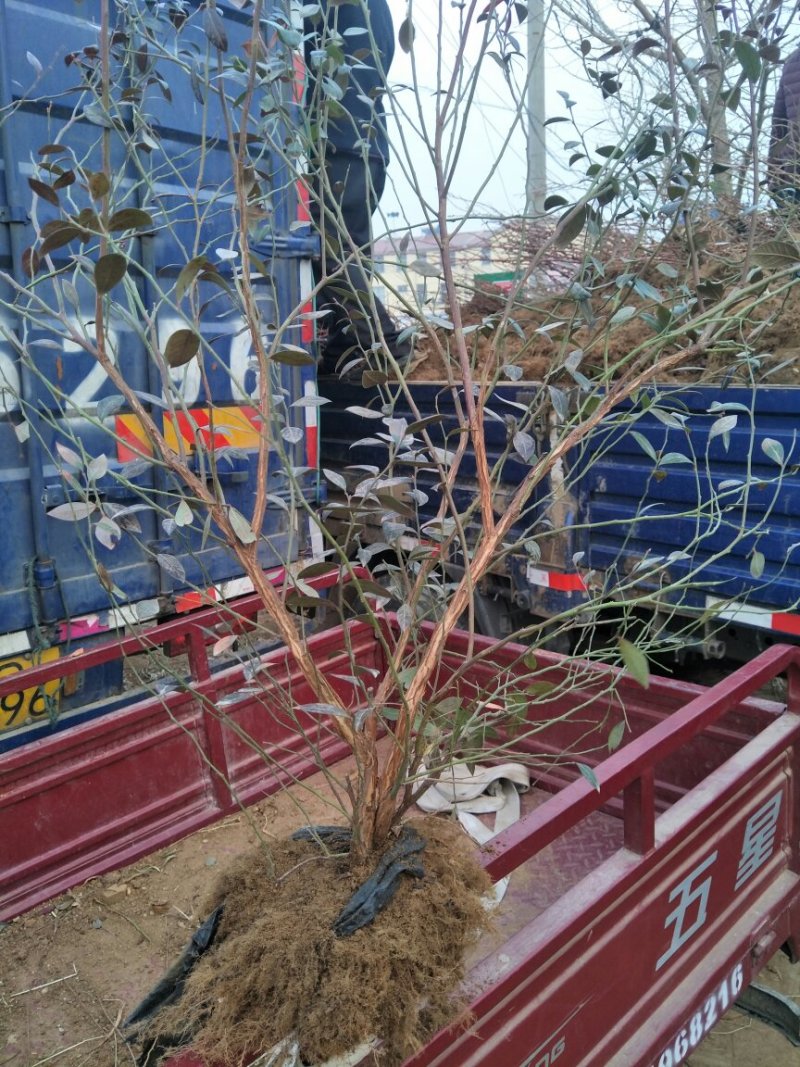 蓝莓苗蓝丰蓝莓苗适应性强抗冻口感好耐运输