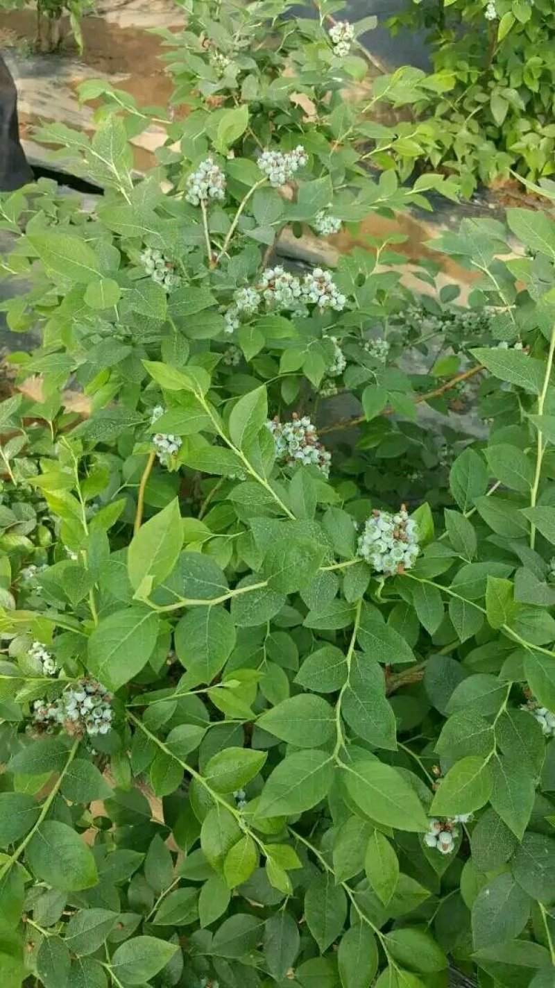 蓝莓苗蓝丰蓝莓苗适应性强抗冻口感好耐运输