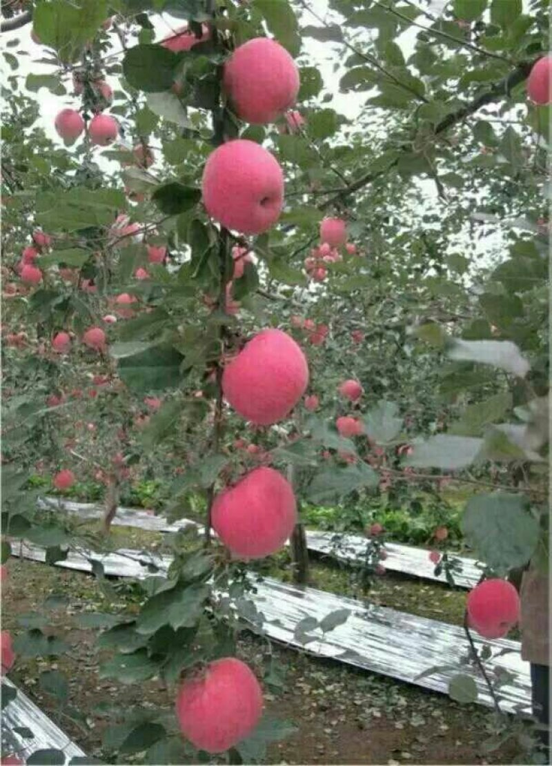 苹果苗基地批发矮化苹果苗结果早密植丰产