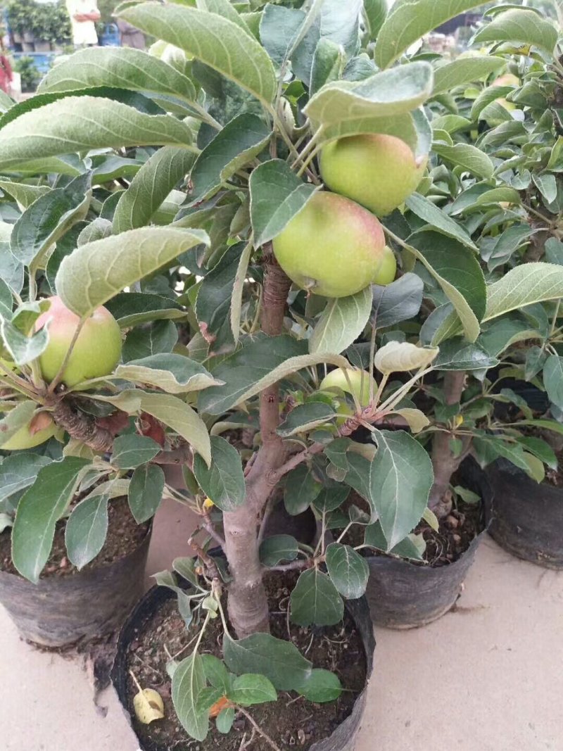 苹果苗基地批发矮化苹果苗结果早密植丰产