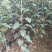苹果苗基地批发矮化苹果苗结果早密植丰产