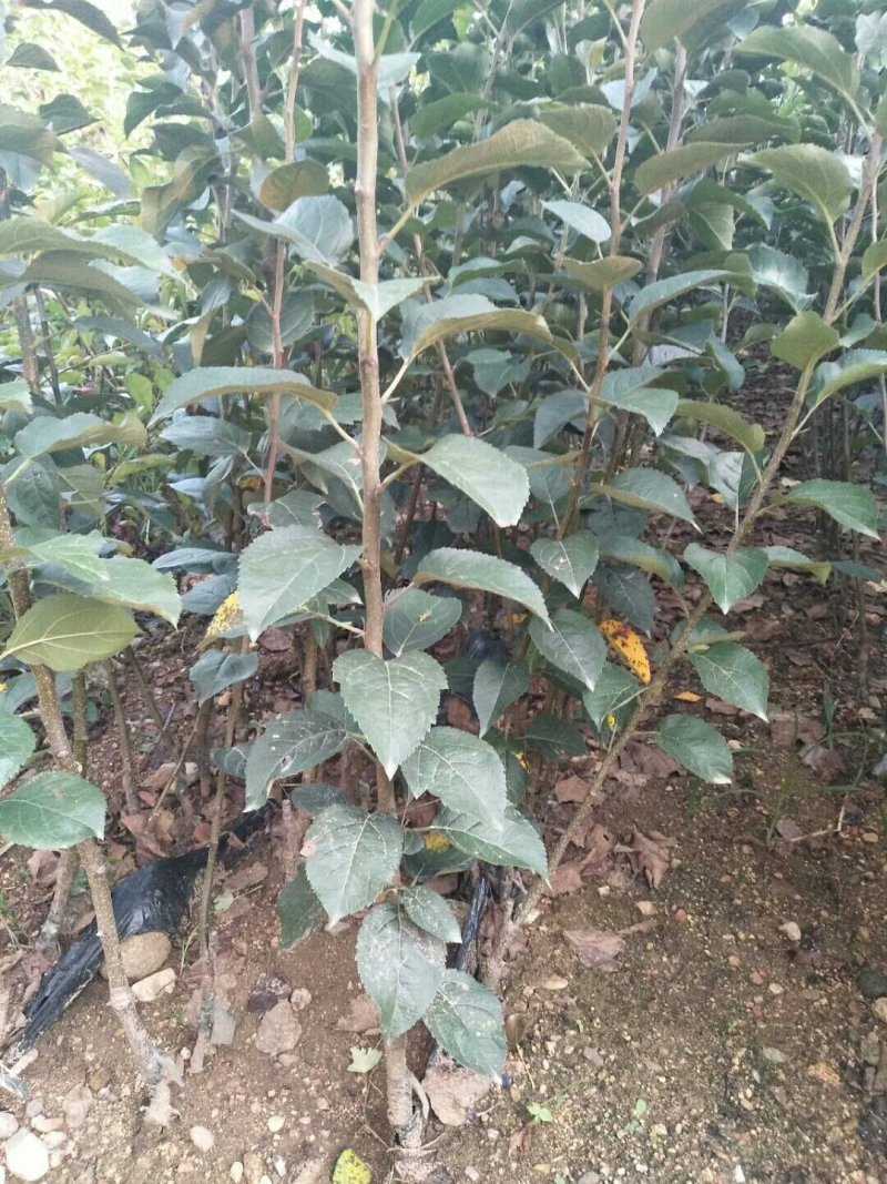 苹果苗基地批发矮化苹果苗结果早密植丰产