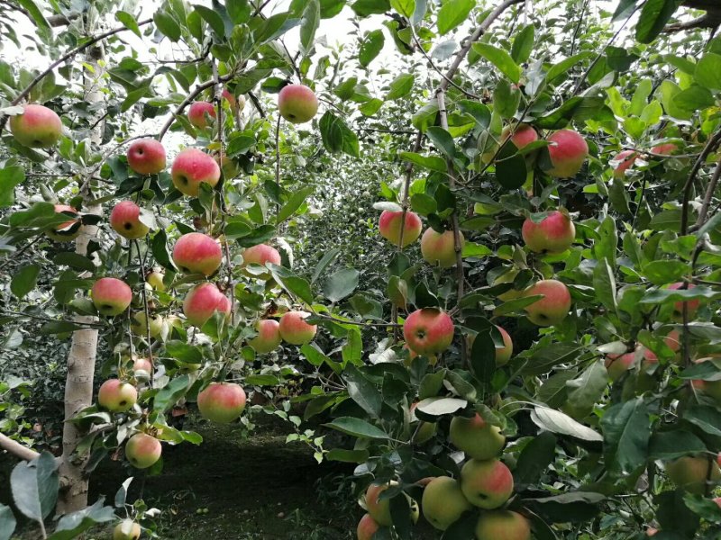 苹果苗基地批发矮化苹果苗结果早密植丰产
