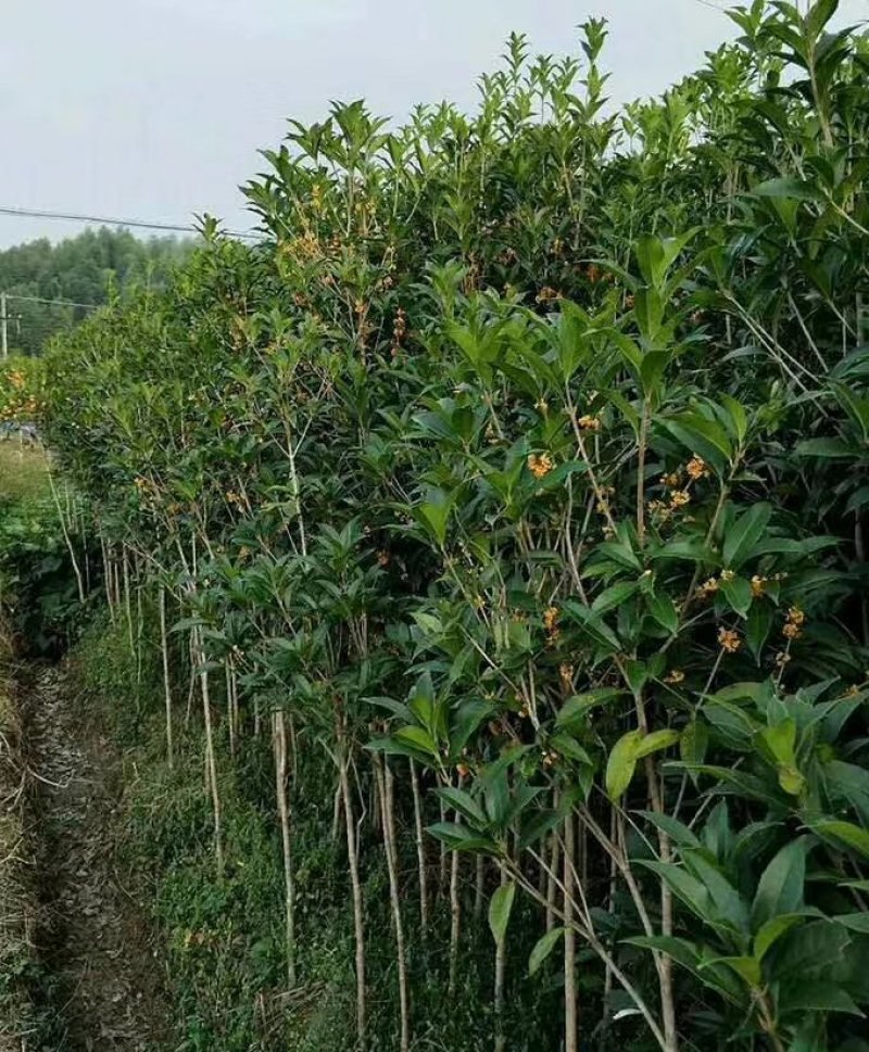 桂花八月金桂花树苗，丹桂花苗，四季桂月月桂包邮