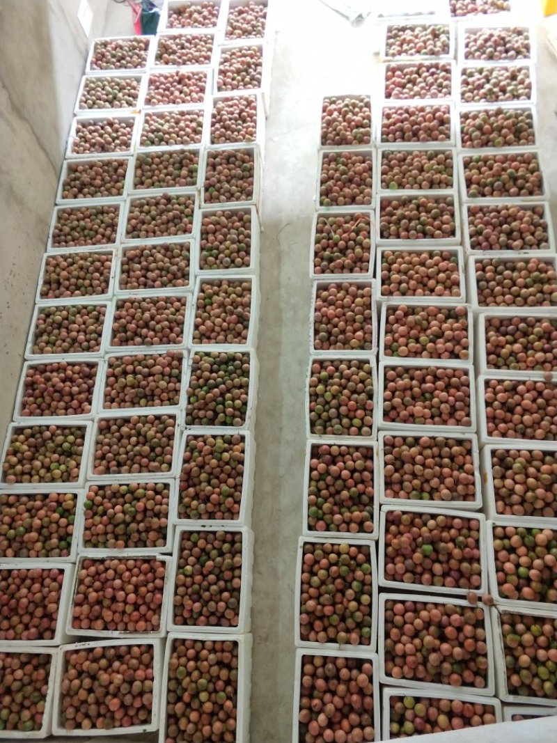 百香果紫果