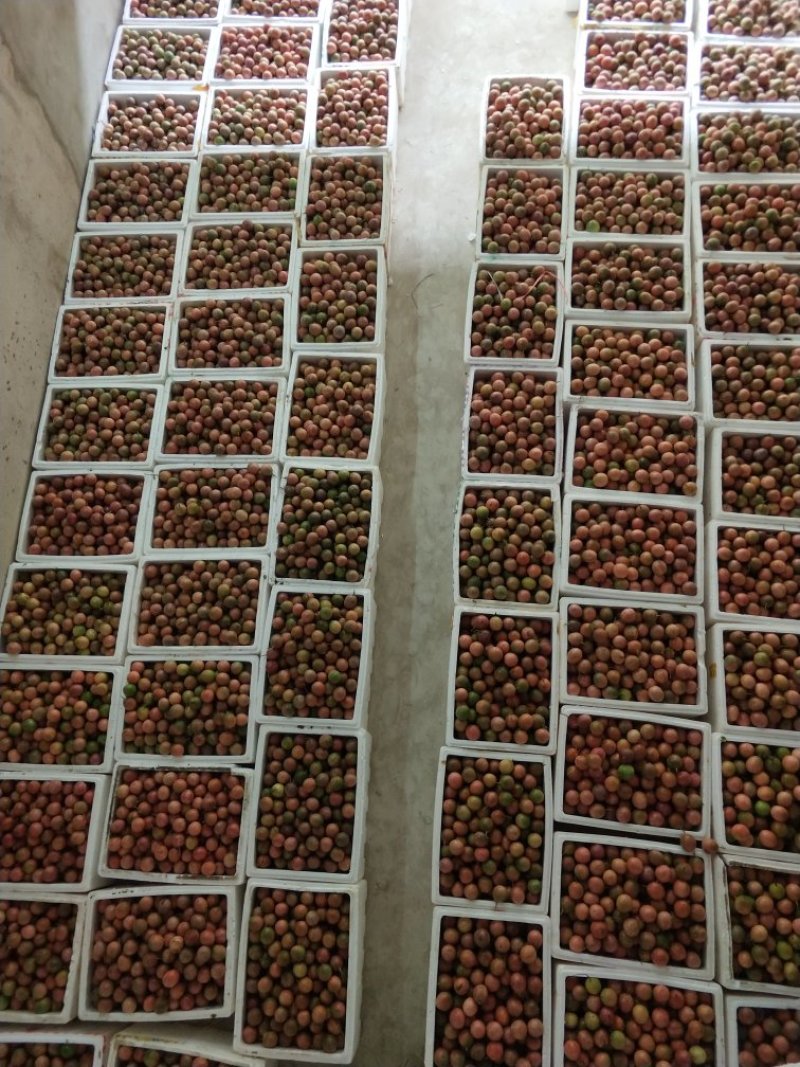 百香果紫果