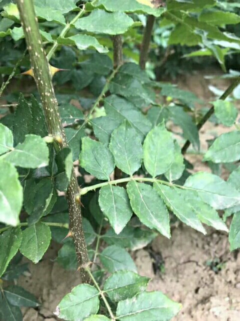 大红袍花椒苗狮子头花椒苗耐贫瘠耐干旱易管理