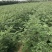大红袍花椒苗狮子头花椒苗耐贫瘠耐干旱易管理
