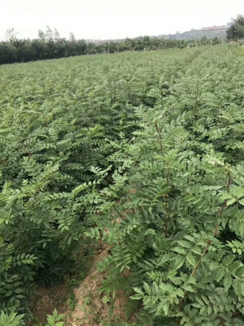 大红袍花椒苗狮子头花椒苗耐贫瘠耐干旱易管理
