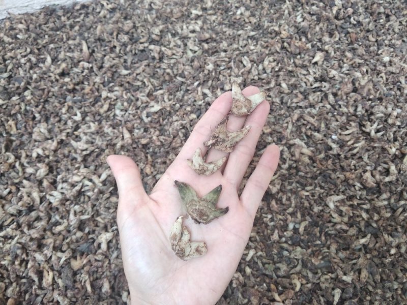白芨野生，三叉全干