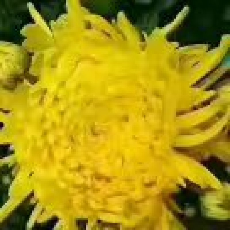 第一金丝皇菊