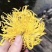 第一金丝皇菊