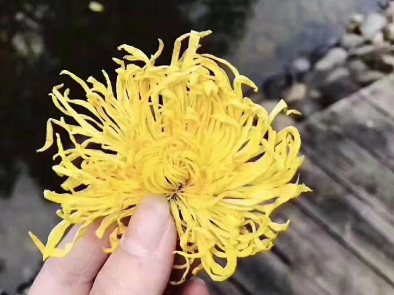 第一金丝皇菊