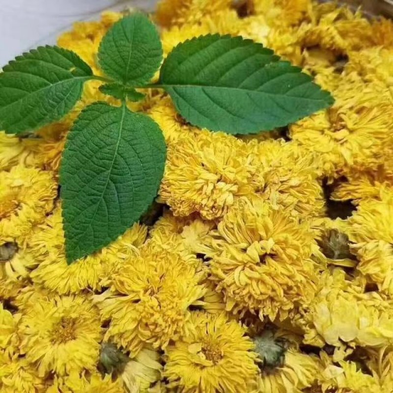 第一金丝皇菊