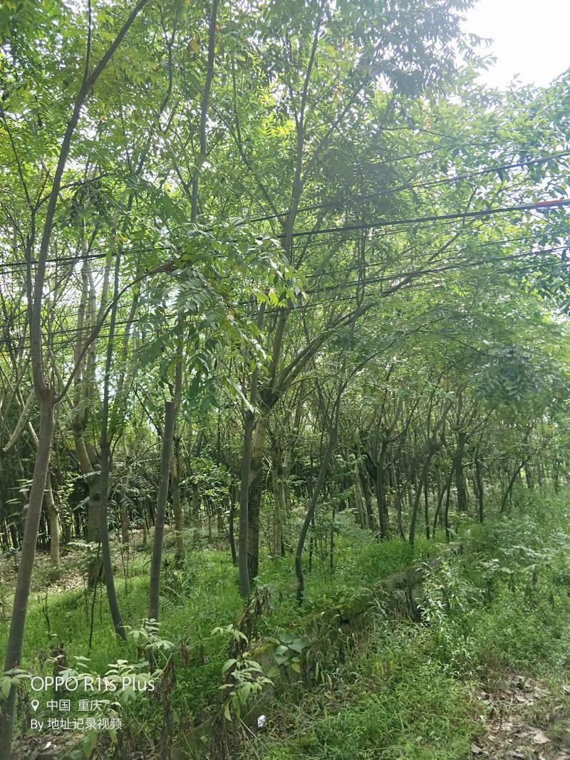 大量供应黄角树及香樟树和栾树，规格三公分到一米