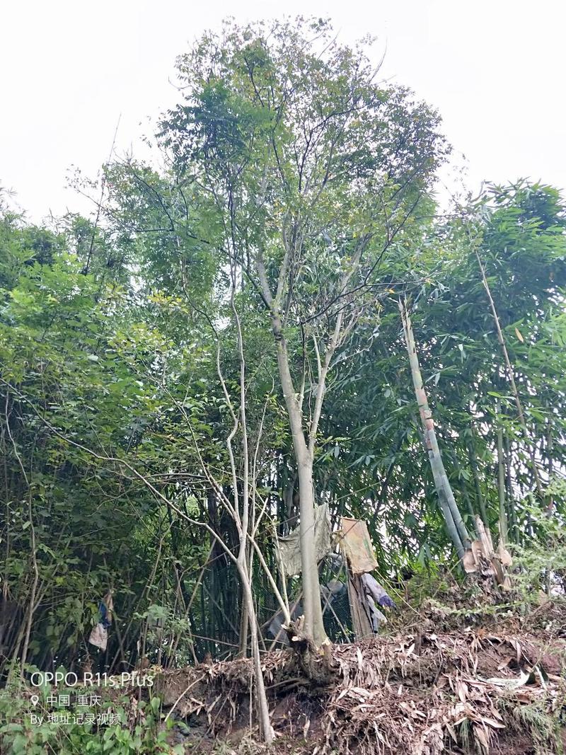 大量供应黄角树及香樟树和栾树，规格三公分到一米