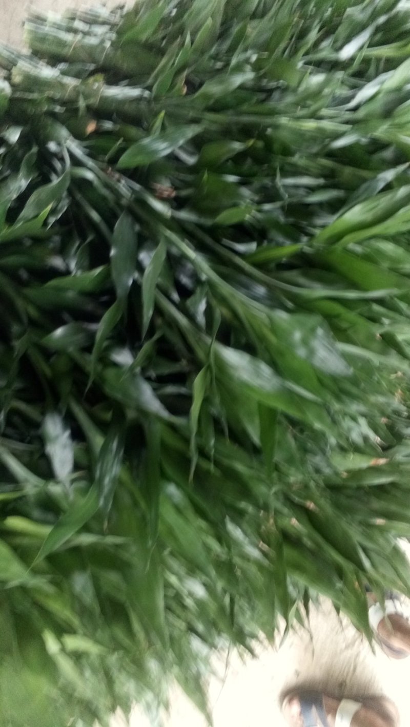 富贵竹