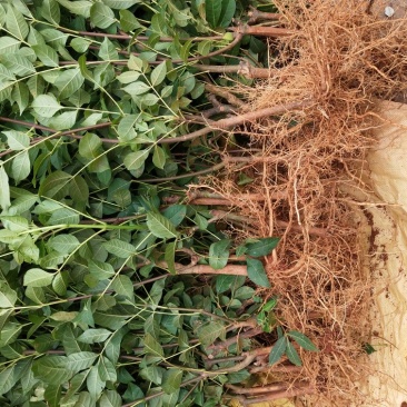 江西中花吴茱萸苗枝条吴茱萸种苗茶辣臭辣子漆辣子树衣子