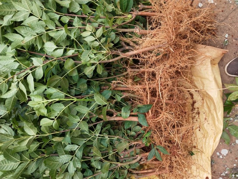 江西中花吴茱萸苗枝条吴茱萸种苗茶辣臭辣子漆辣子树衣子