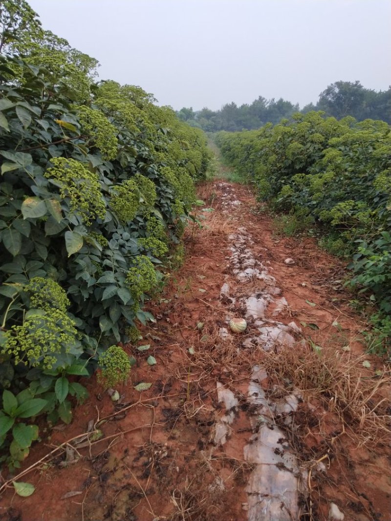 江西中花吴茱萸苗枝条吴茱萸种苗茶辣臭辣子漆辣子树衣子
