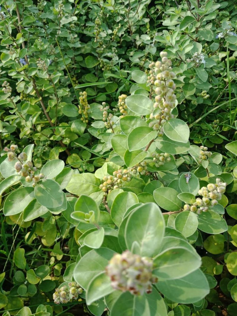 【精选药材苗】江西单叶蔓荆子苗，提供技术包回收成品