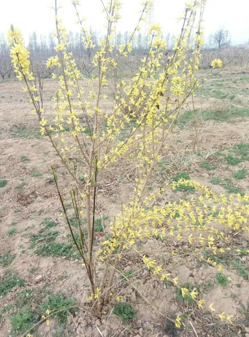 连翘苗——观赏药用特种连翘苗