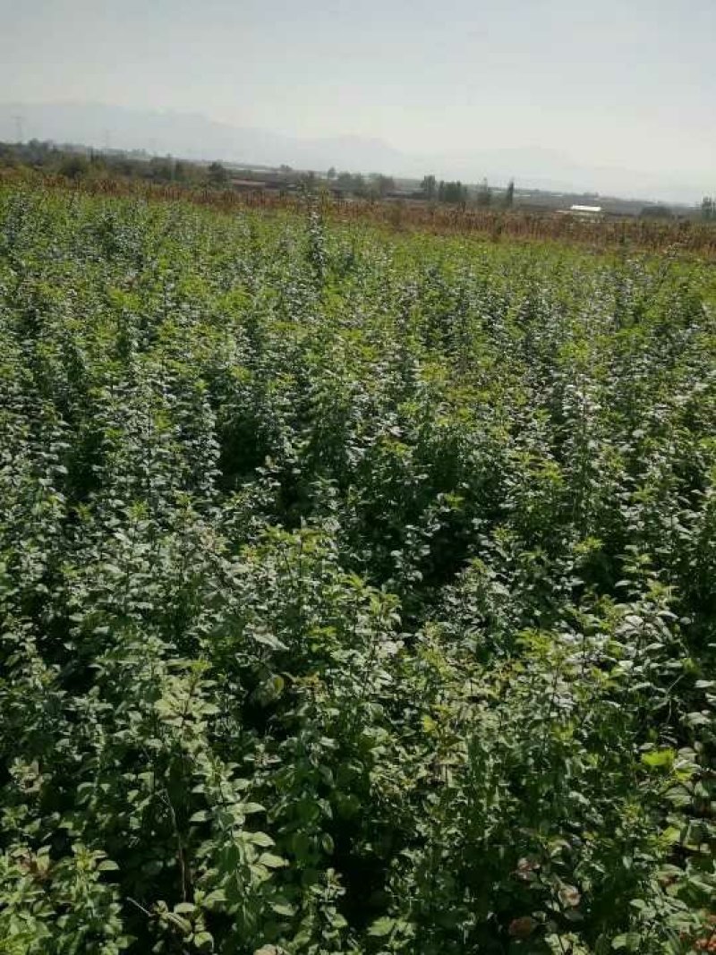 连翘苗——观赏药用特种连翘苗