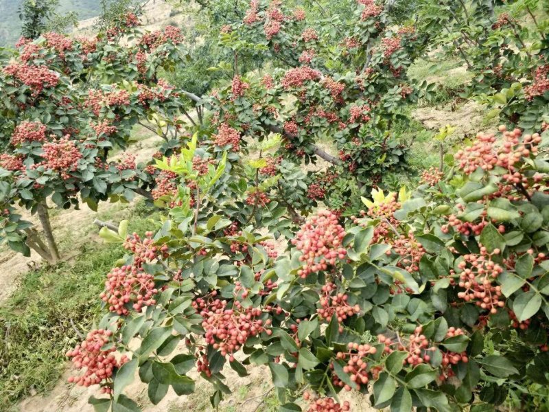 花椒苗
