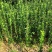 北海道黄杨0.5-1.5米高不脱腿
