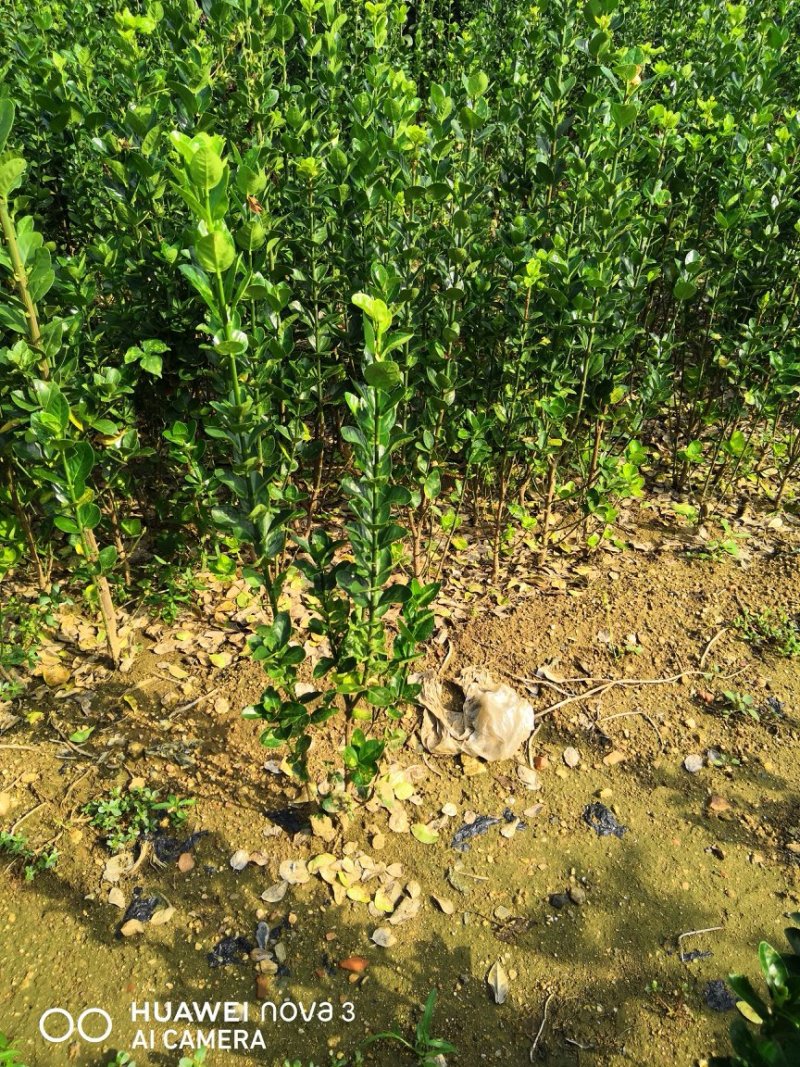 北海道黄杨0.5-1.5米高不脱腿