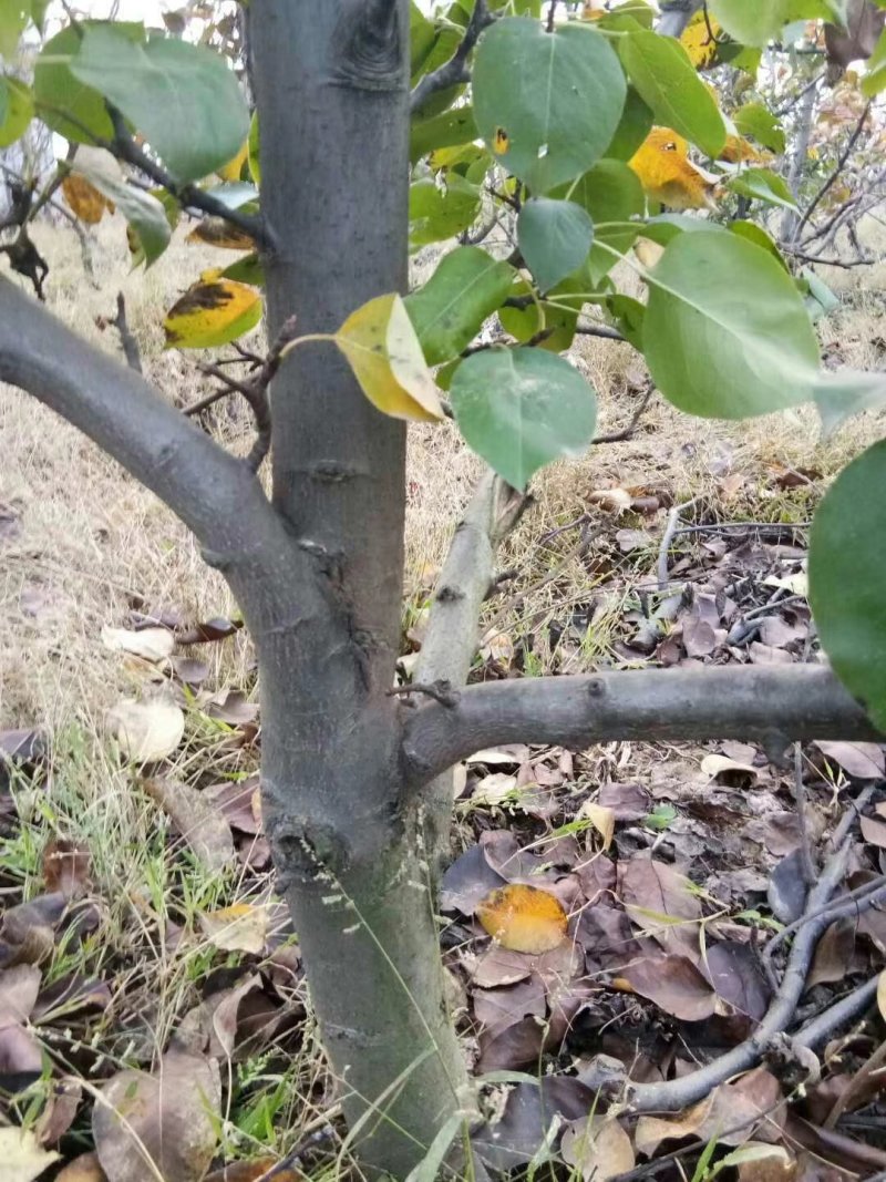 梨树