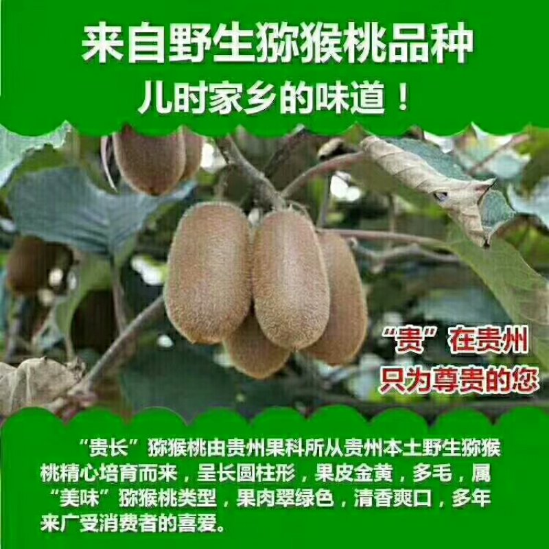 本人有大量的修文贵长猕猴桃出售，如有需要的老板请联系我