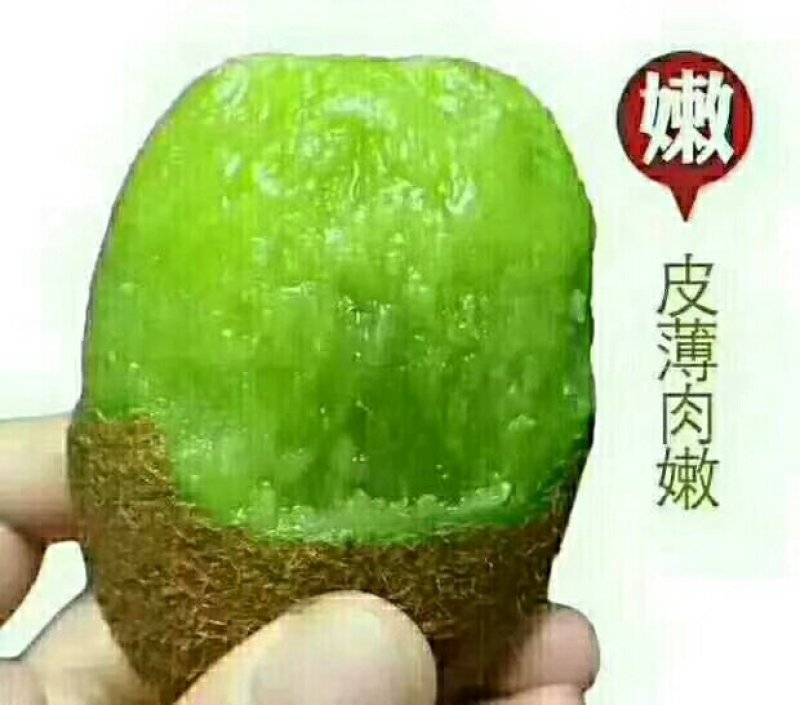 本人有大量的修文贵长猕猴桃出售，如有需要的老板请联系我
