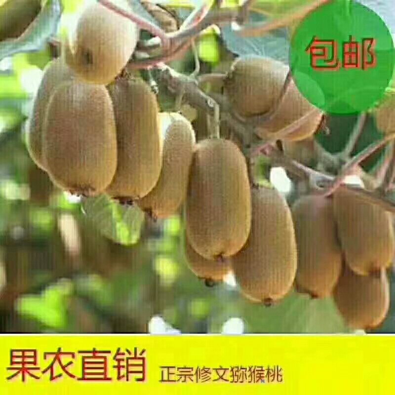 本人有大量的修文贵长猕猴桃出售，如有需要的老板请联系我