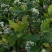 绿宝石蓝莓苗薄雾蓝莓苗奥尼尔蓝莓苗30-60厘米高